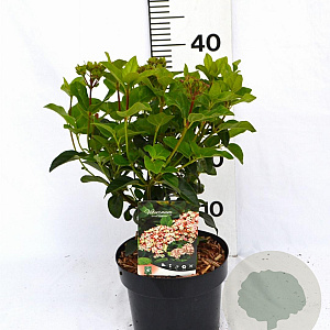 Viburnum tin. Lisarose 40-50 cm 3,0L potgekweekt