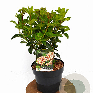 Viburnum tin. Lisarose 40-50 cm 3,0L potgekweekt