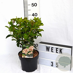 Viburnum tin. Lisarose 40-50 cm 3,0L potgekweekt