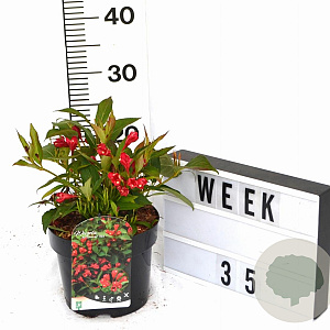 Weigela All Summer Red 30-40 cm 3,0L potgekweekt
