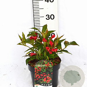 Weigela All Summer Red 30-40 cm 3,0L potgekweekt
