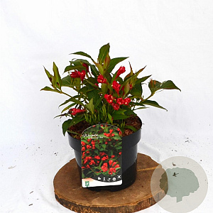 Weigela All Summer Red 30-40 cm 3,0L potgekweekt