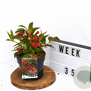 Weigela All Summer Red 30-40 cm 3,0L potgekweekt