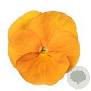 Viola Grootbloeming oranje GM P9