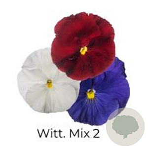 Viola Trio grootbloemig Witt mix 2 GM P13