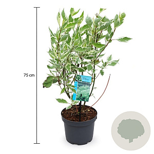 Cornus alba 'Elegantissima' 50-60 cm 3,5L