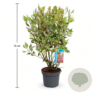 Cornus alba Miracle 50-60 cm 3,5L