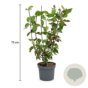 Cornus mas 50-60 cm 3,5L