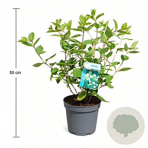 Hydrangea pan. 'Grandiflora' 30-40 cm 3,5L