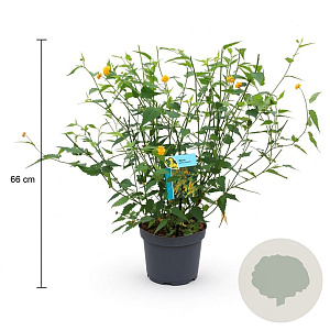 Kerria jap. 'Pleniflora' 40-50 cm 3,5L