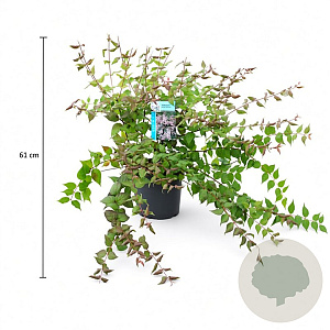Kolkwitzia amabilis 'Pink Cloud' 40-50 cm 3,5L