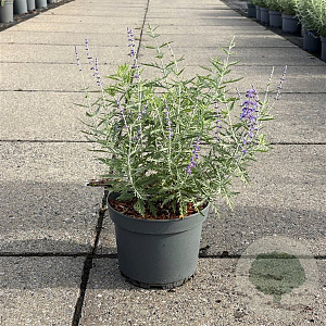 Perovskia 'Blue Spire' 20-30 cm 3,5L
