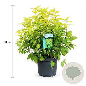Philadelphus cor. 'Aureus' 30-40 cm 3,5L