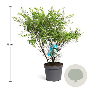 Spiraea arguta 50-60 cm 3,5L