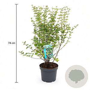 Symphoricarpos d. 'Mother of Pearl' 50-60 cm 3,5L