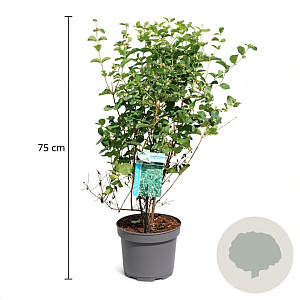 Symphoricarpos d. 'White Hedge' 50-60 cm 3,5L