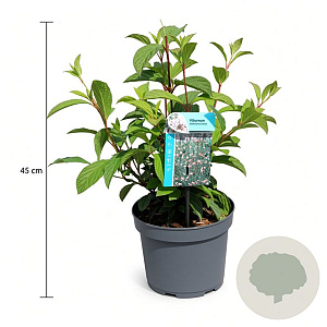 Viburnum bodn. 'Dawn' 30-40 cm 3,5L