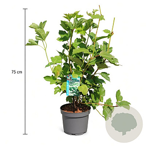 Viburnum opulus 50-60 cm 3,5L