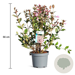 Weigela florida 'Foliis Purpureis' 40-50 cm 3,5L
