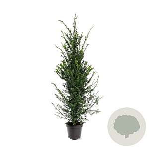 Taxus baccata 100-125 cm 7,5L