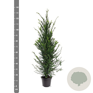 Taxus baccata 100-125 cm 7,5L