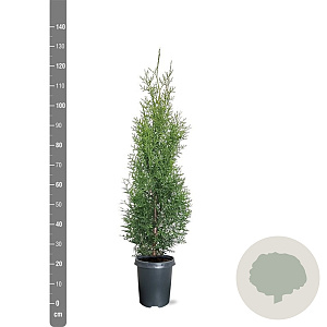 Thuja occidentalis 'King of Brabant' 100-125 cm 4,0L