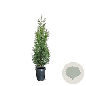 Thuja occidentalis 'King of Brabant' 100-125 cm 4,0L