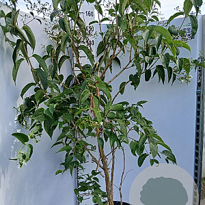 Heptacodium miconioides 125-150 cm 25L