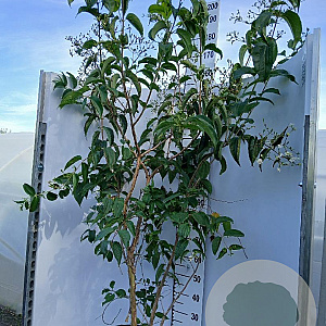 Heptacodium miconioides 150-175 cm 25L