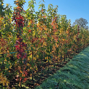Liquidambar s. 'SlenderSilhouette' 200-250 cm met kluit 6-8 spil