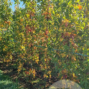 Liquidambar s. 'SlenderSilhouette' 200-250 cm met kluit 6-8 spil