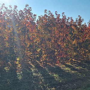 Liquidambar s. 'Worplesdon' 200-250 cm met kluit 6-8 spil