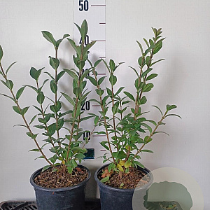 Ligustrum vulgare 30-40 cm 2,0L