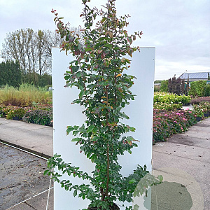 Parrotia persica 'Bella' 150-175 cm 20L
