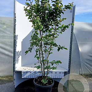 Parrotia persica 'Vanessa' 150-175 cm 35L solitair