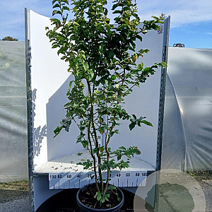 Parrotia persica 'Vanessa' 150-175 cm 35L solitair