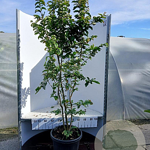 Parrotia persica 'Vanessa' 150-175 cm 35L solitair