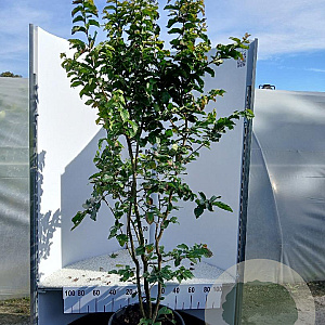 Parrotia persica 'Vanessa' 150-175 cm 35L solitair