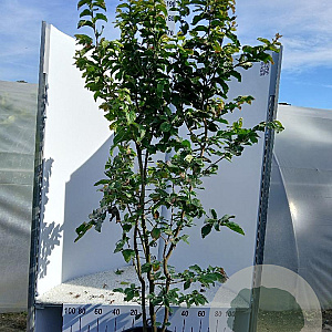Parrotia persica 'Vanessa' 175-200 cm cont. 55L solitair