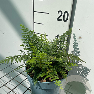 Polystichum setiferum GM 2,0L