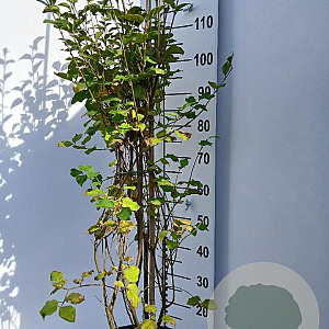 Syringa Dark Purple 100-125 cm 15L