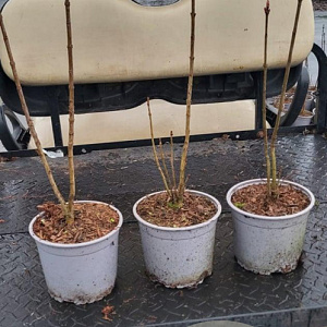 Syringa vulgaris 30-40 cm 2,0L