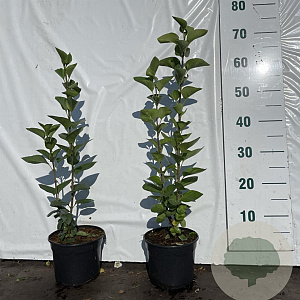 Syringa vulgaris 30-40 cm 2,0L