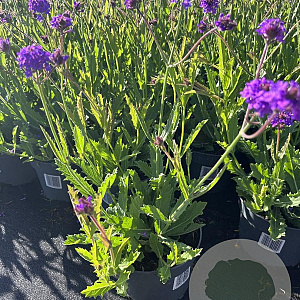 Verbena rigida GM 2,0L