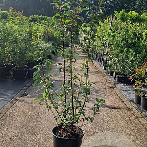 Viburnum bodn. 'Dawn' 125-150 cm 15L
