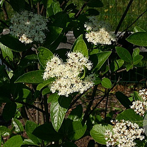Viburnum nudum 80-100 cm 20L