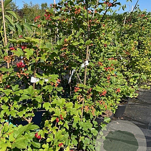 Viburnum opulus 100-125 cm 20L