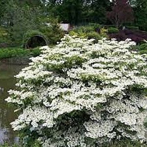 Viburnum plic. 'St Keverne' 100-125 cm 20L