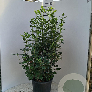 Viburnum tinus 80-100 cm 20L