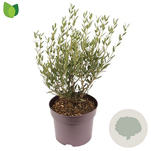 Phillyrea angustifolia 50-60 cm 7,5L